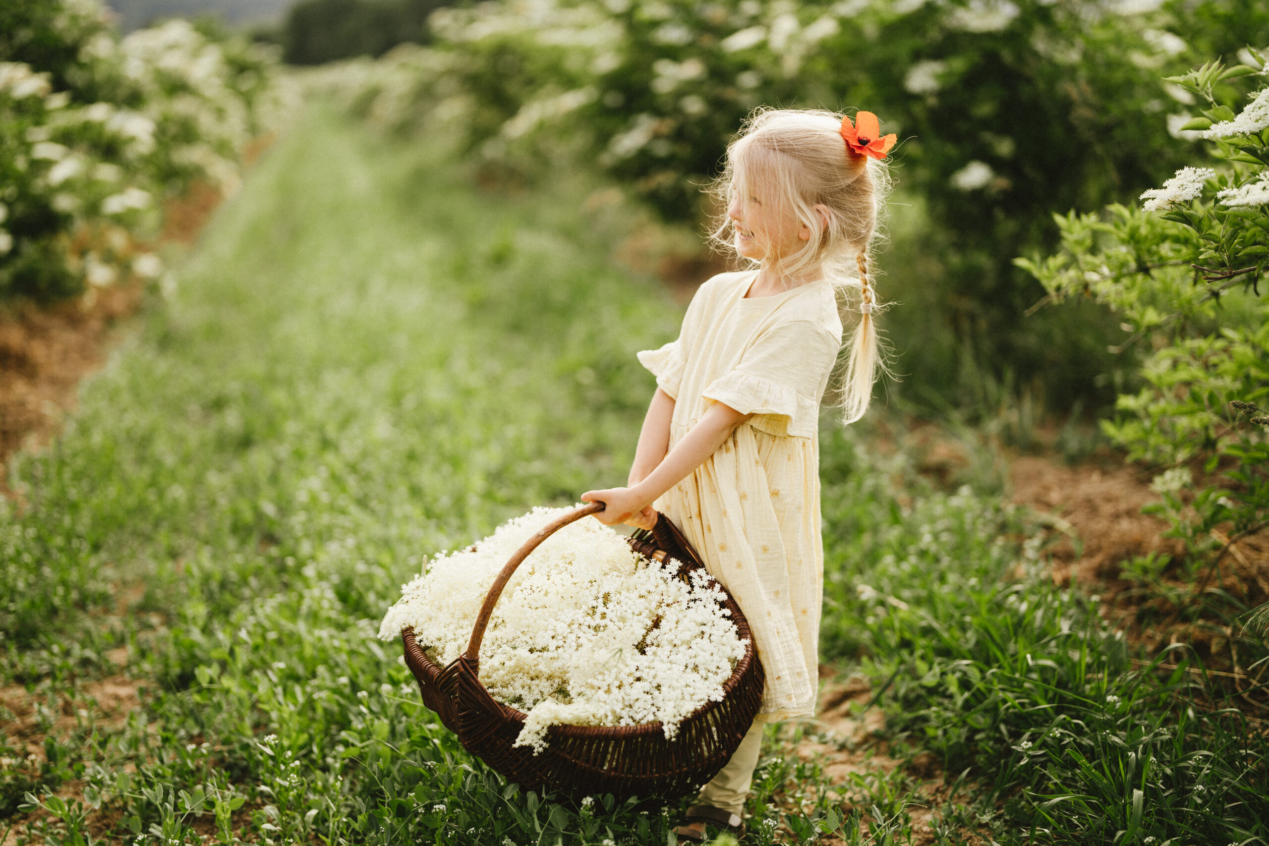 Bez černý - koncentrát květ, 330 ml - Obrázek 4