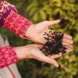 BIO bez černý - sušený plod, 50 g sklizeň 2025